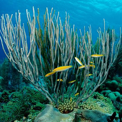 Toekomst van de Caribische natuur