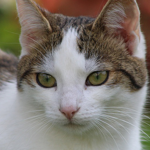 Meer katten en honden gebruikt als proefdier
