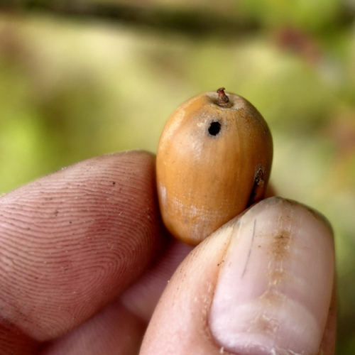 Diersporen in de herfst: eikels met een gaatje