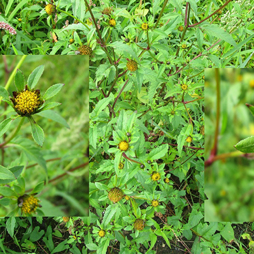 Goed jaar voor zeldzame plant riviertandzaad