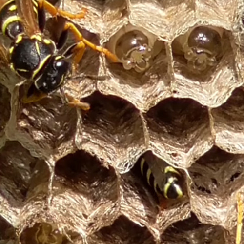 Een seizoen uit het leven van de Bergveldwesp