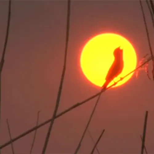 Afbeelding van Blauwborst in de Groene Jonker | Nationaal Vogelconcert #1