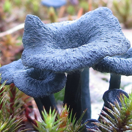 Natuurgebied vol blauwgroen trechtertjes