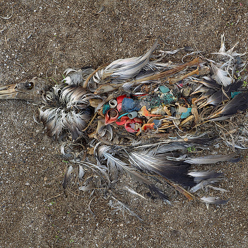 Daling plastics aantoonbaar door onderzoek naar stormvogel