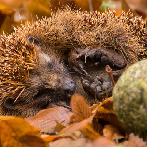 Help de egels en tel ze