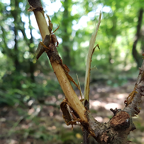 Diersporen in de zomer: reeënbronst