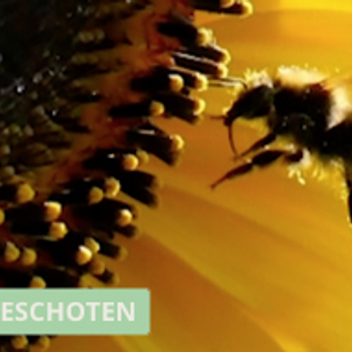 Bij bezoekt een zonnebloem (in slowmotion)