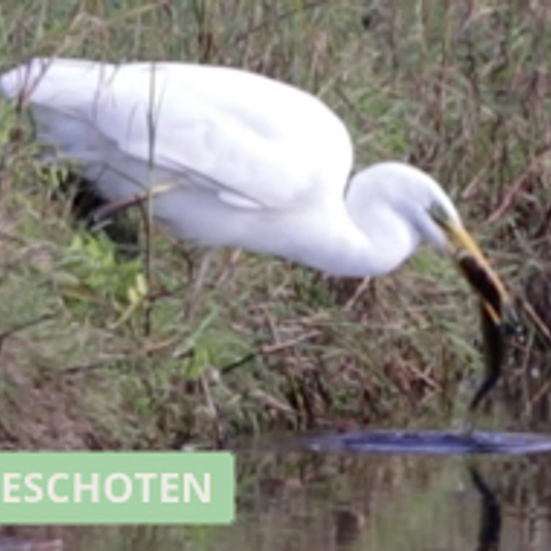 Grote zilverreiger eet snoek