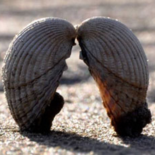 Van de 30.00 schelpen is de kokkel meest geteld