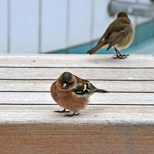 Bijzonder: vogels gebruiken dek als landingsplaats