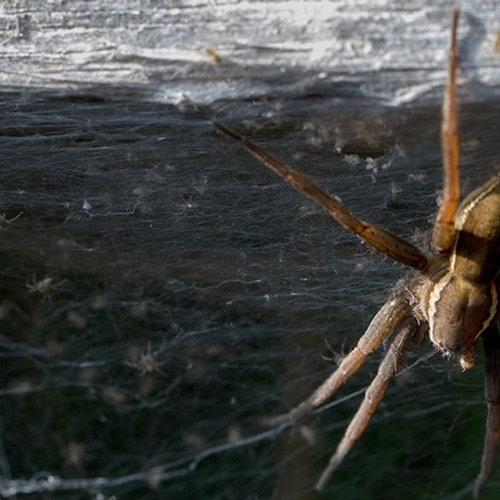 De grote gerande oeverspin is dol op het Naardermeer