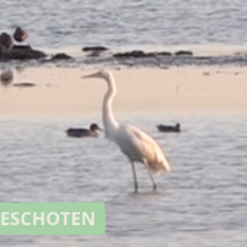 Zilverreiger duikt weg voor meeuw