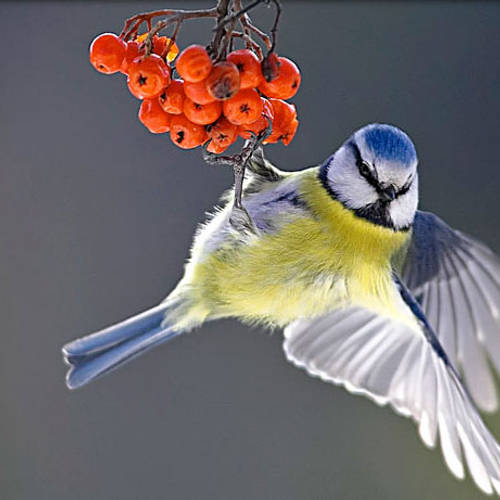 Pimpelmezentsunami: wel vijftigduizend pimpelmezen vlogen over!