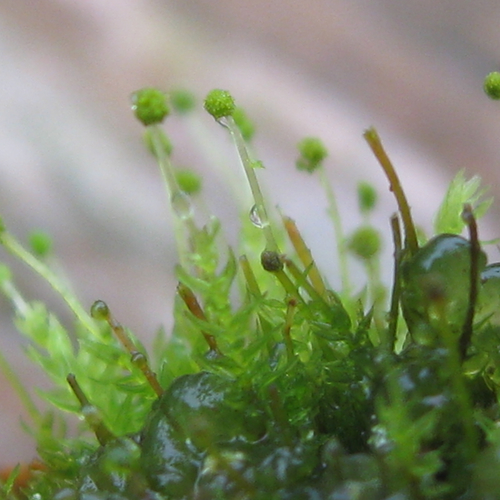 Mossen zoeken, hoe de zilvermeeuw goed op afval kan leven, fenolijn en overige radio-onderwerpen