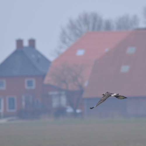 De ruigpootbuizerd als dijkwachter