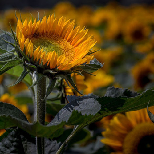 Leven op een zonnebloem