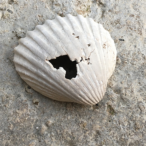 Het best gemonitorde stukje strand van West-Europa