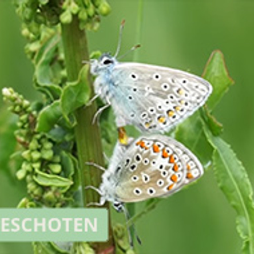 Parende icarusblauwtjes
