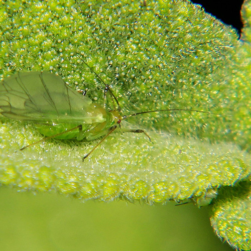 Plant heeft natuurlijke bescherming tegen bladluis