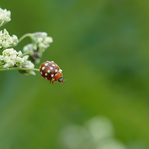 7500 soorten in de Kaaistoep
