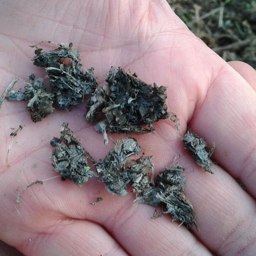 Spoorzoeken in de winter: otterspraints