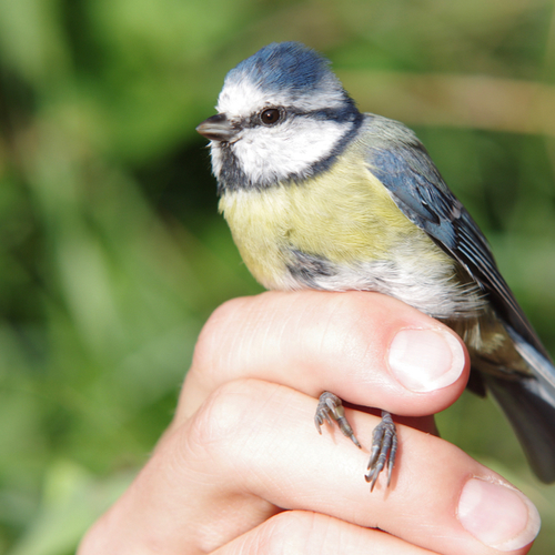 Beter één vogel in de hand?