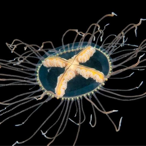 Kruiskwal, mierenhoop, fenolijn en overige radio-onderwerpen