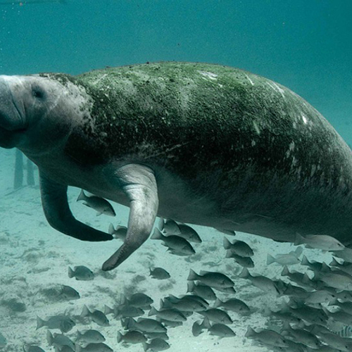 Thaise zeekoeien in problemen door plastic