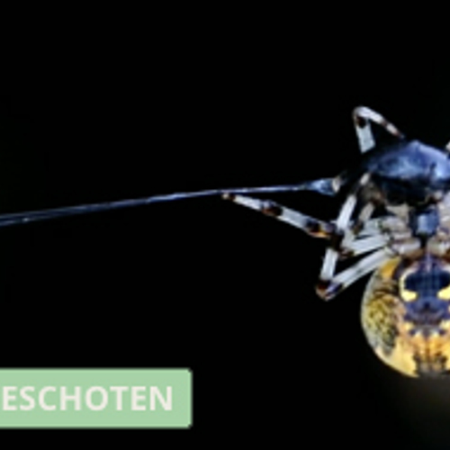 Viervlekwielwebspin vol vlekken