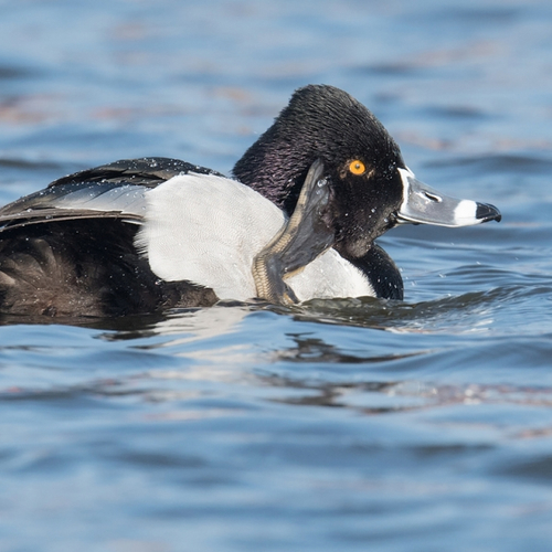 Afbeelding van Boomschors, zeldzame vogels en overige onderwerpen