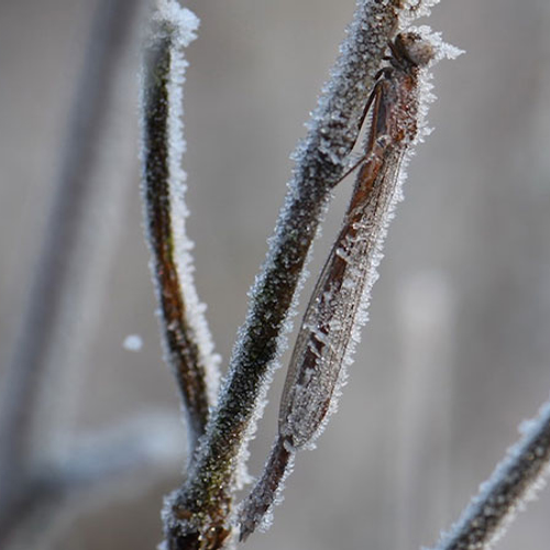 Winterjuffers zijn bikkels