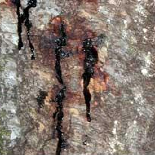 Nieuwe bomenziekte: Sudden Oak Death