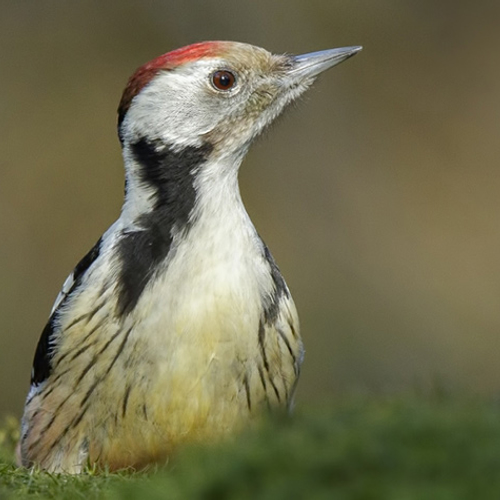 TV: middelste bonte specht en beekdonderpad