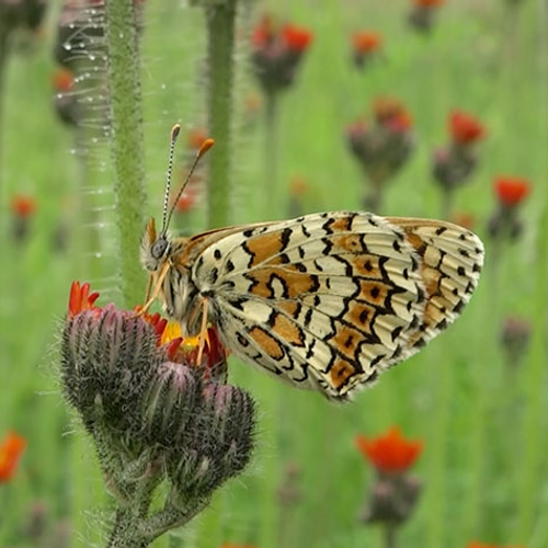 Zeldzame veldparelmoervlinder