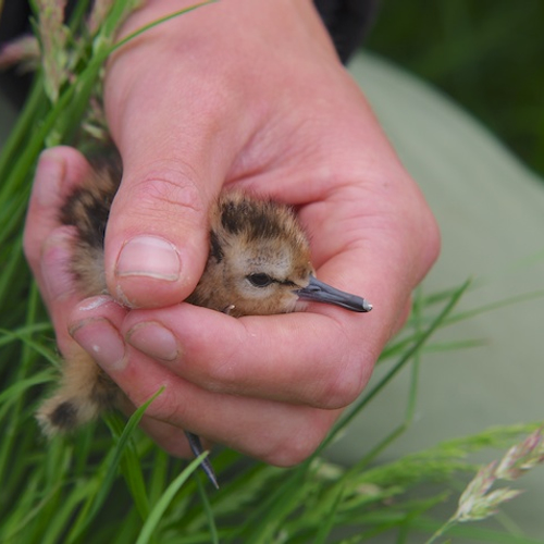 Weidevogels geplaagd door predatie