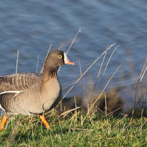 Brandgans brengt dwerggans naar Nederland