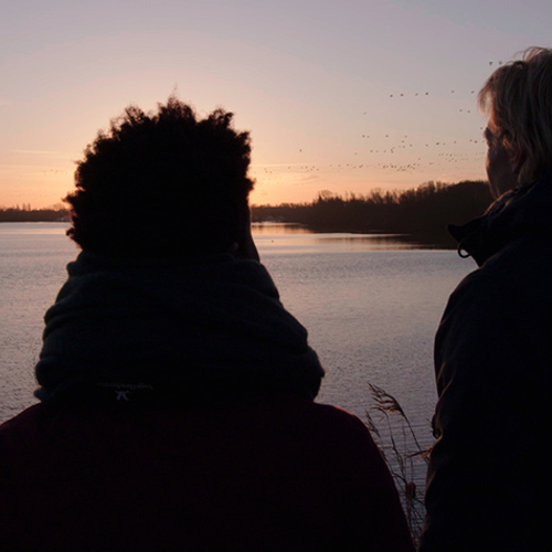 Ganzenslaapplaats in de vroege ochtend