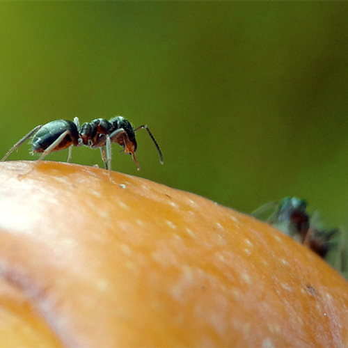 Exploderende mier gevonden op Borneo