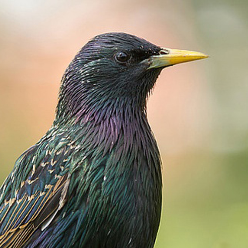 Spreeuw nummer één tijdens vogelteldag