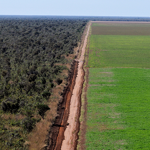 Afbeelding van Grote sojahandelaren willen uit ontbossingsakkoord stappen