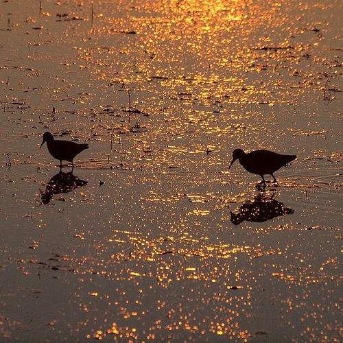 Kustvogels krijgen nieuwe kansen in de Delta