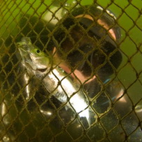 Schoonmaakacties in de Noordzee