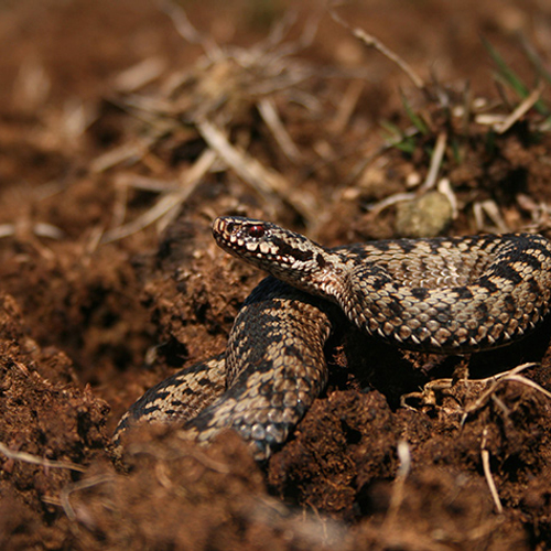 Adder heeft unieke kop