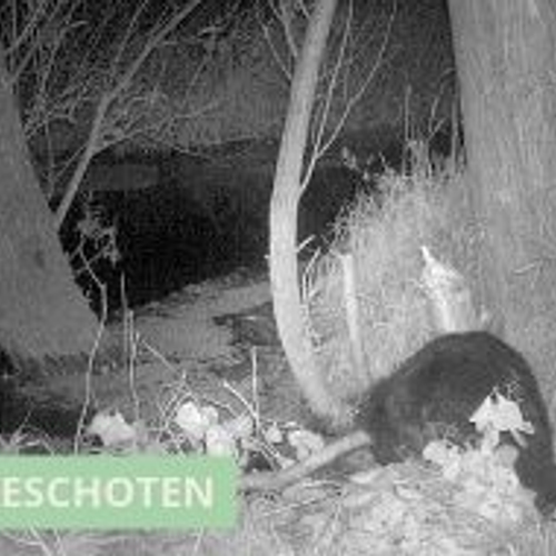 Bever neemt tak mee