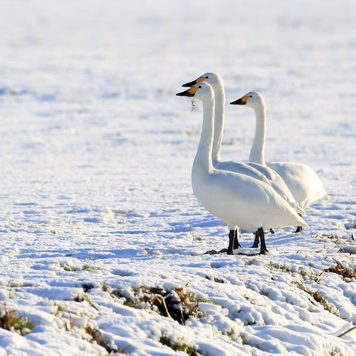 Afbeelding van Kleine zwanen trekken steeds minder ver, vooral jonge vogels passen trekgedrag aan
