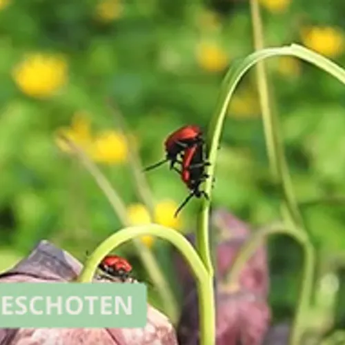 Parende leliehaantjes