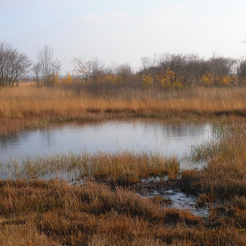 Vernat de Drentse veengebieden