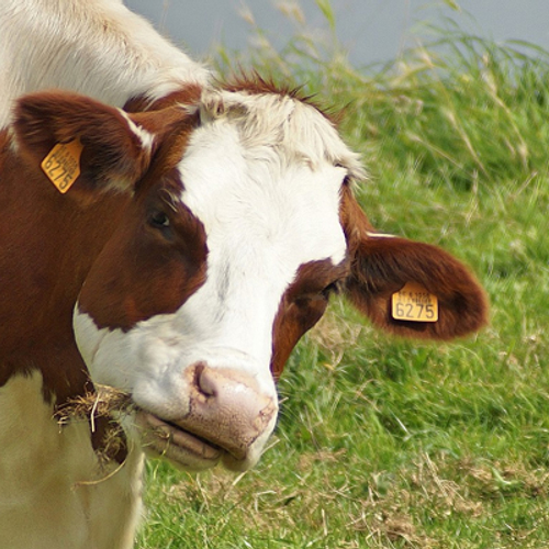 Veel vraag naar opkoopregeling koeien
