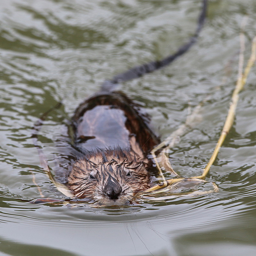 Opnieuw minder muskusratten gevangen