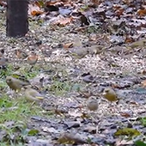 Vogels in wintertijd